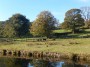 We saw lots of different types of sheep including these by the canal We saw lots of different types of sheep including these by the canal