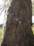 Hello from this tree Hello from this tree