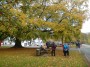 Magnificent tree Magnificent tree