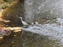 Heron on the Irwell Heron on the Irwell