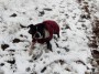  Maude had fun in the snow trying to catch snowballs