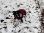 Maude had fun in the snow trying to catch snowballs Maude had fun in the snow trying to catch snowballs
