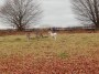 Deer oh deer, including an albino one Deer oh deer, including an albino one