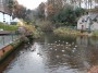 Ducks a plenty Ducks a plenty