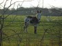 All together now:- Little Donkey...... All together now:- Little Donkey......
