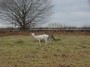 Albino Deer Albino Deer