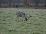 Lots of grass for the deer to eat Lots of grass for the deer to eat