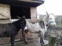Little Donkeys at Christmas, where are you Alma? Little Donkeys at Christmas, where are you Alma?