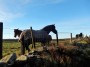Horses say hello Horses say hello