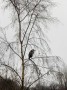 Heron watching the water Heron watching the water