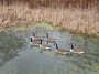 Six geese a swimming Six geese a swimming