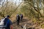 In the woods towards Holcombe In the woods towards Holcombe