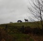 The horses watched us pass by The horses watched us pass by
