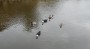No food for these ducks No food for these ducks
