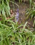  The first bluebells, unbelievable in March