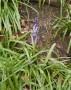 The first bluebells, unbelievable in March The first bluebells, unbelievable in March