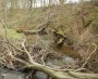 Fallen trees in the Yarrow Fallen trees in the Yarrow