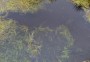 Frog spawn on the tops Frog spawn on the tops