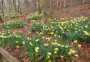 Daffodils in bloom Daffodils in bloom
