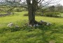 Lots of sheep and lambs about Lots of sheep and lambs about