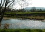 Swan on the Ribble Swan on the Ribble