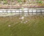 The first ducklings of this spring The first ducklings of this spring