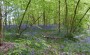 Bluebells at Haigh Bluebells at Haigh