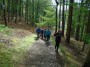 Up Up Up through the woods Up Up Up through the woods