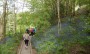 Bluebells near the railway Bluebells near the railway