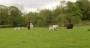 Alpacas and sheep Alpacas and sheep