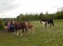 Very cute mums and foals Very cute mums and foals