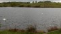  Swans on the reservoir