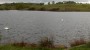 Swans on the reservoir Swans on the reservoir