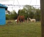 Animal Farm Animal Farm