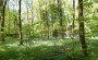 Bluebells in their finery Bluebells in their finery