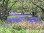 Beautiful bluebells Beautiful bluebells