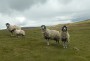 Nosey sheep Nosey sheep