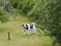 No Moo from this cow No Moo from this cow