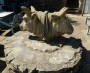 Bowley Bull heads Bowley Bull heads