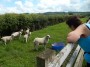  Viv has a word with these lambs