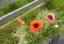 Roadside Poppies Roadside Poppies