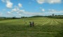 Walking through a mown field Walking through a mown field