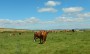 Nosey cattle Nosey cattle