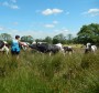 Viv does a spot of cow whispering Viv does a spot of cow whispering