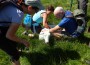 Helping the sheep Helping the sheep