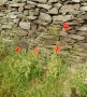 Poppies by the trackside Poppies by the trackside