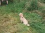 Pooch Pooch