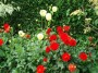 Lovely flowers Lovely flowers