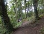 Through some woods Through some woods