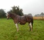 &nbsp;Horse in the rain